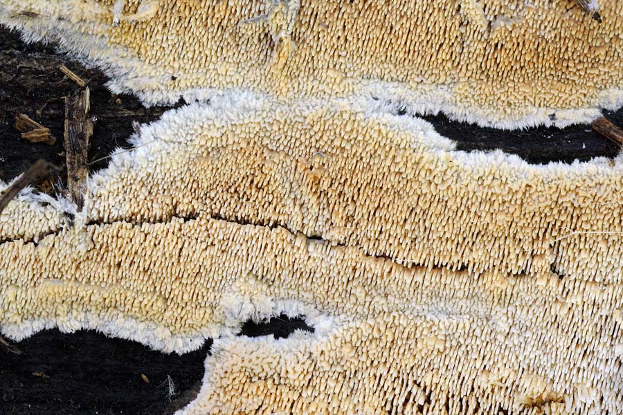 Crosta da determinare - foto 1542 (Hyphoderma roseocremeum)