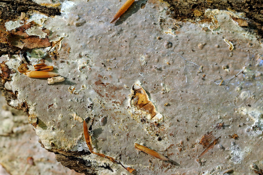 ..un  Phanerochaete?-f.1555(Scytinostroma hemidichophyticum)