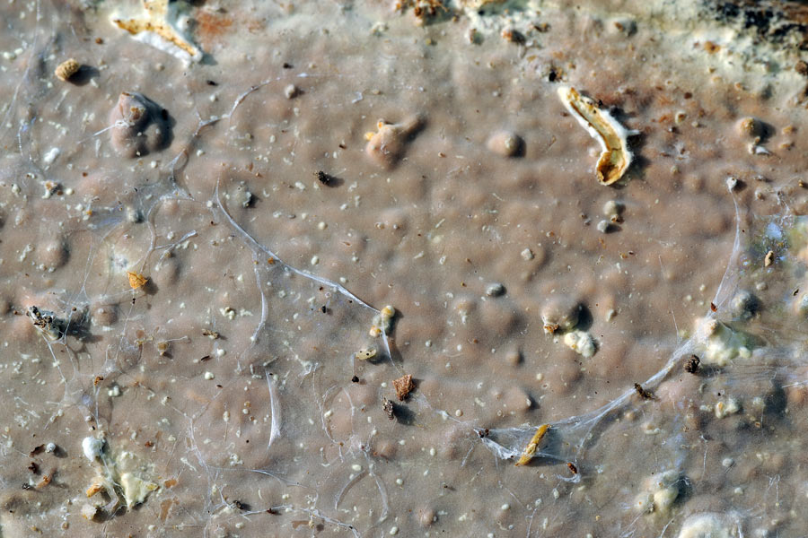 ..un  Phanerochaete?-f.1555(Scytinostroma hemidichophyticum)