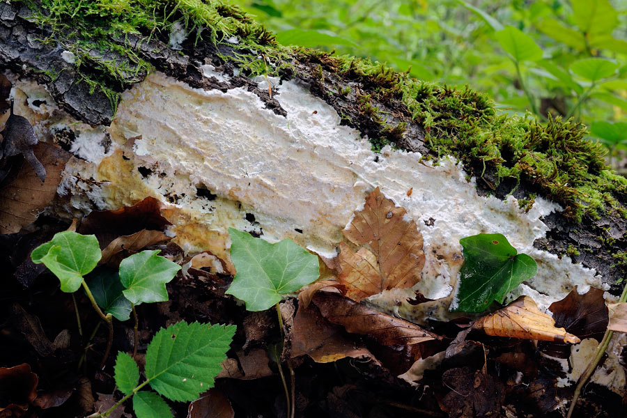 Crosta biancastra - foto 1691 (Porotheleum fimbriatum)