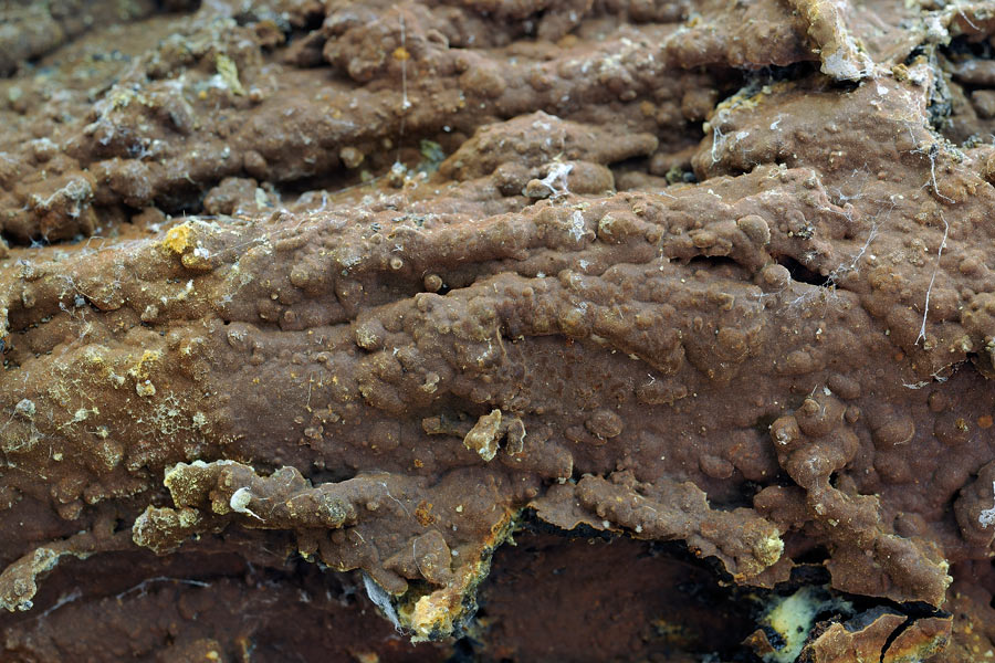 Crosta marrone - foto 1736 (Hymenochaete fuliginosa)