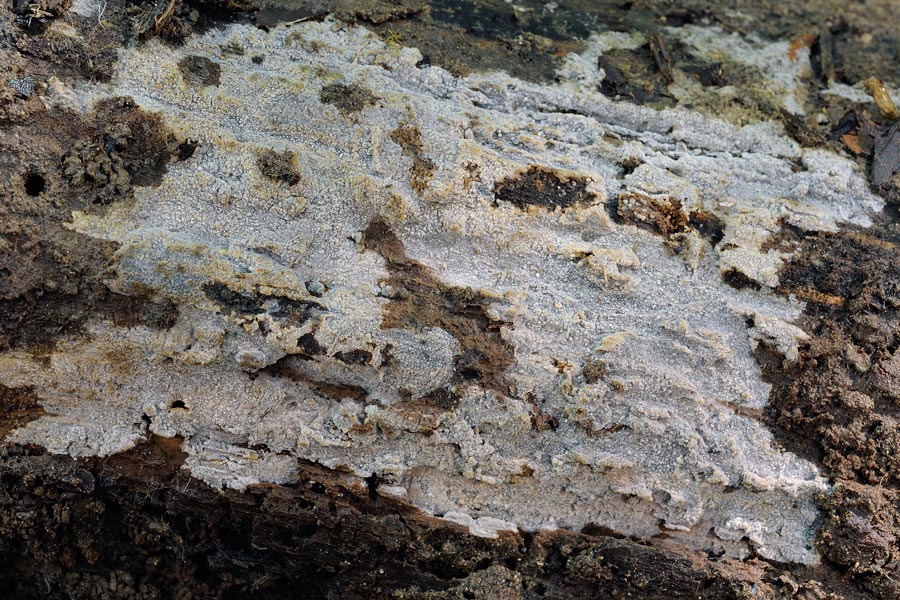 Crosta grigiastra - foto 1743 (Scopuloides rimosa)