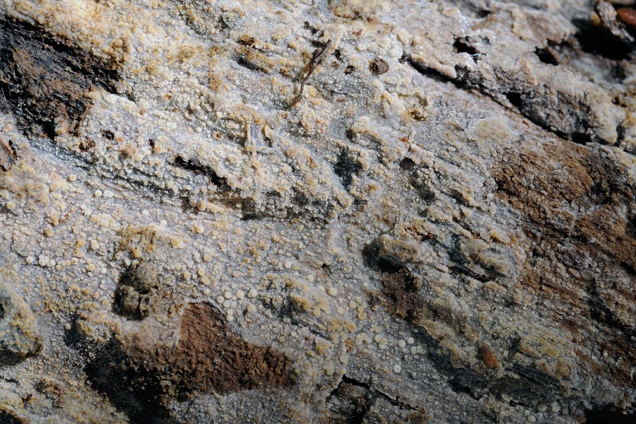 Crosta grigiastra - foto 1743 (Scopuloides rimosa)