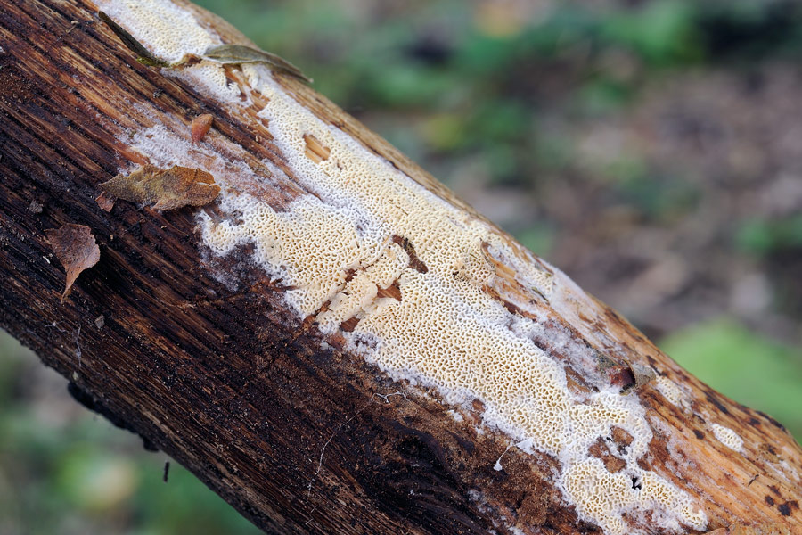 Crosta chiara su quercia - foto 2137 (Schizopora paradoxa)