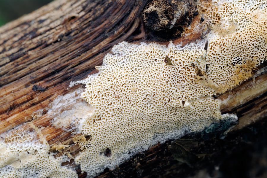 Crosta chiara su quercia - foto 2137 (Schizopora paradoxa)