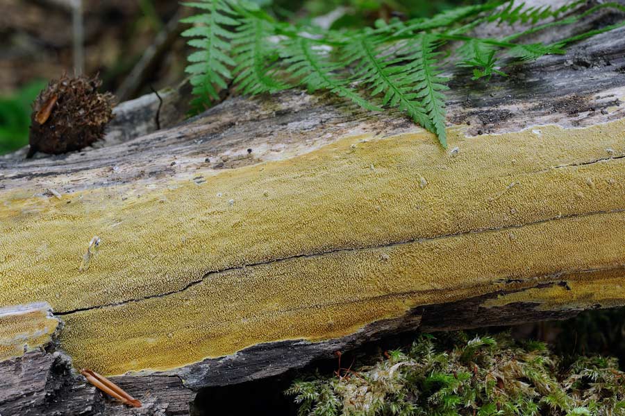 Forse Mycoacia uda? - foto 2169 (Mycoacia uda)