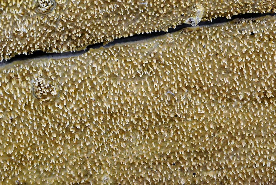 Forse Mycoacia uda? - foto 2169 (Mycoacia uda)