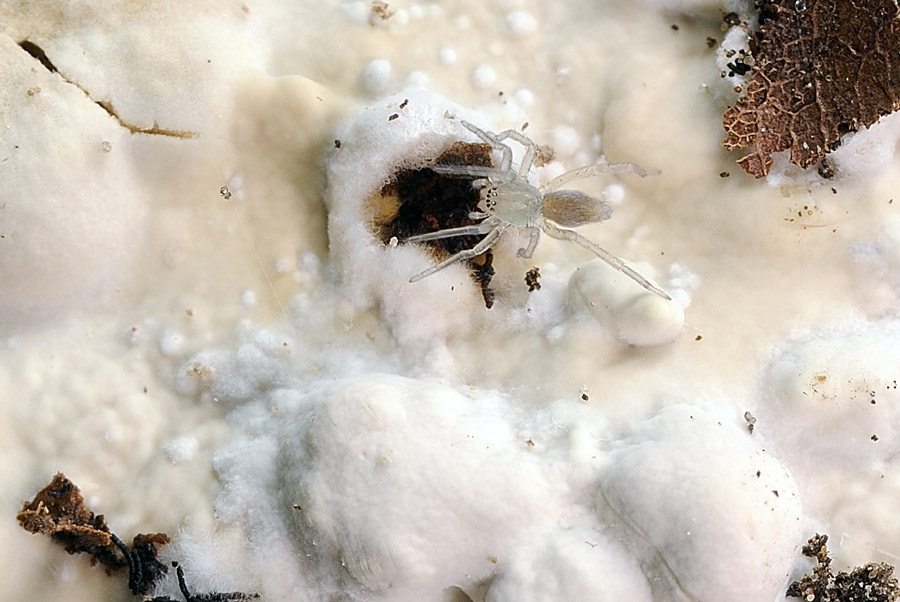 Ragnetto piccolo e grazioso