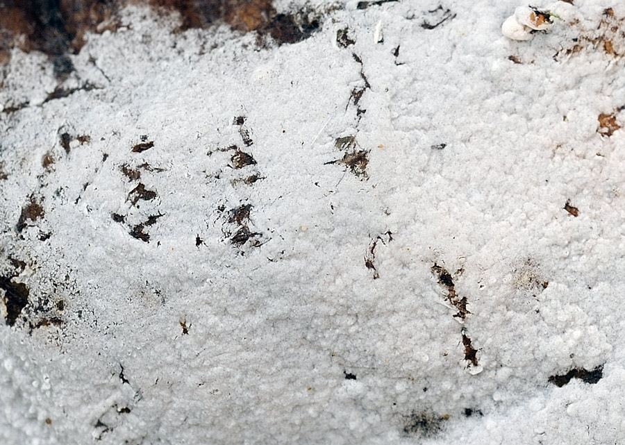 Crosta bianca su foglia - foto 2544 (Athelia acrospora)