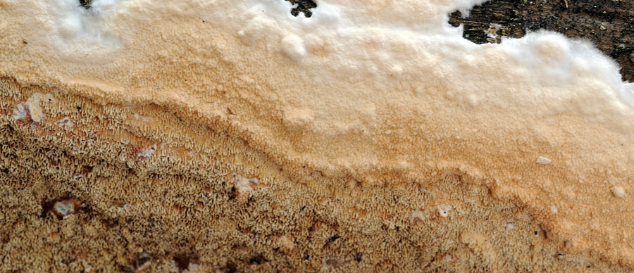 Crosta su larice - foto 2777 (Gloeoporus taxicola)