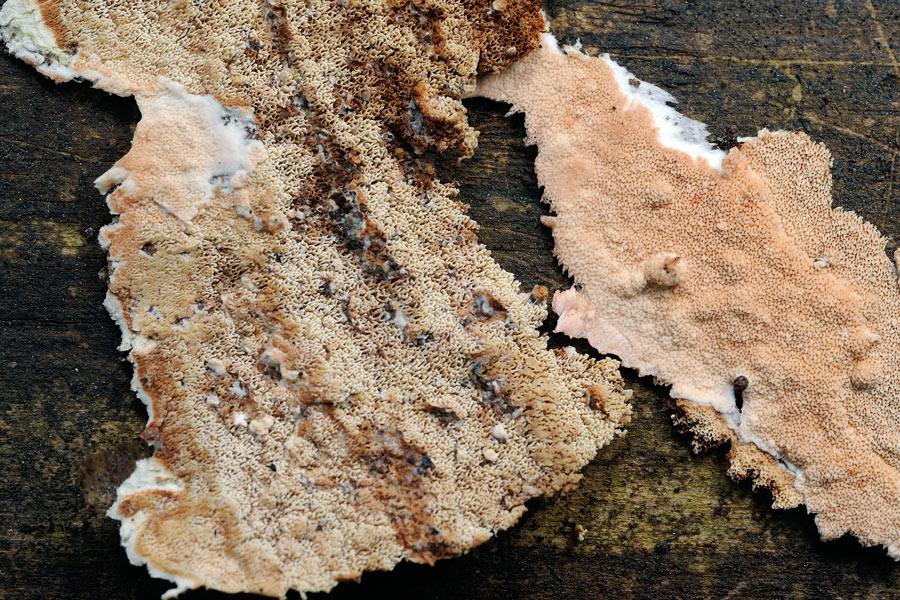 Crosta su larice - foto 2777 (Gloeoporus taxicola)