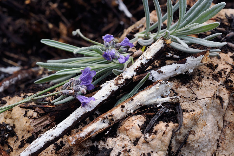 Crosticina su lavanda - foto 3115 (Hyphodontia sambuci)