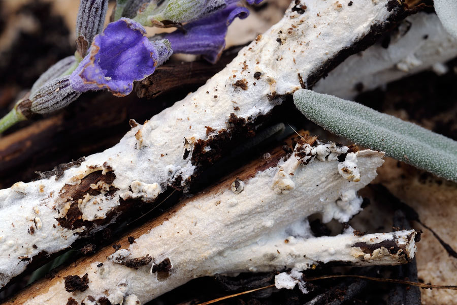 Crosticina su lavanda - foto 3115 (Hyphodontia sambuci)