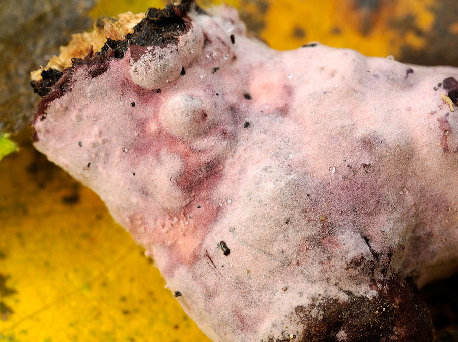 Crosta...melanzana....foto 3394 (Helicobasidium purpureum)