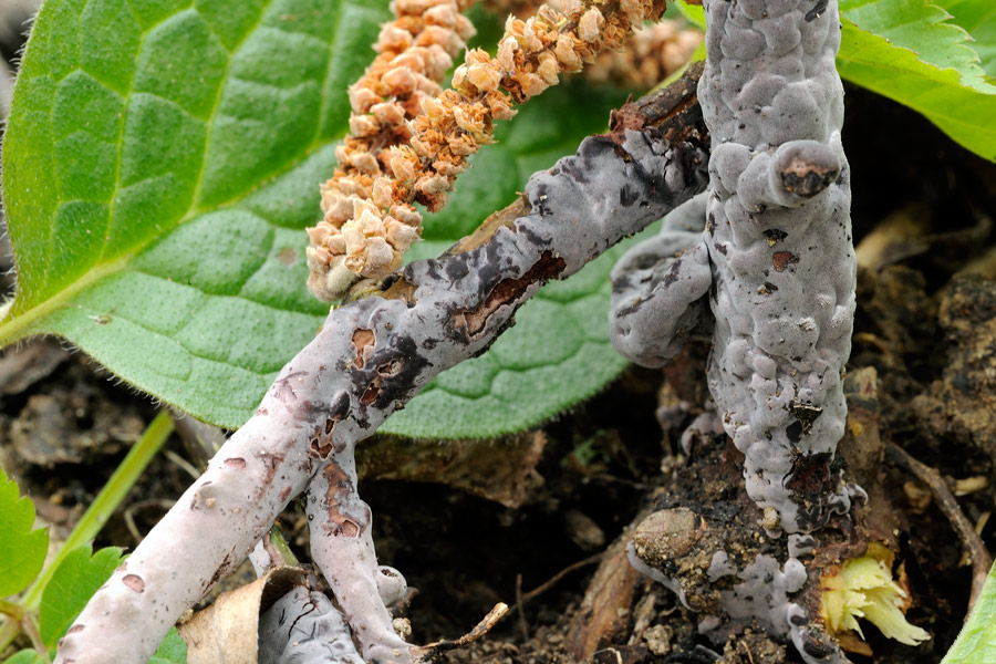 Come appare oggi Helicobasidium purpureum - foto 3714