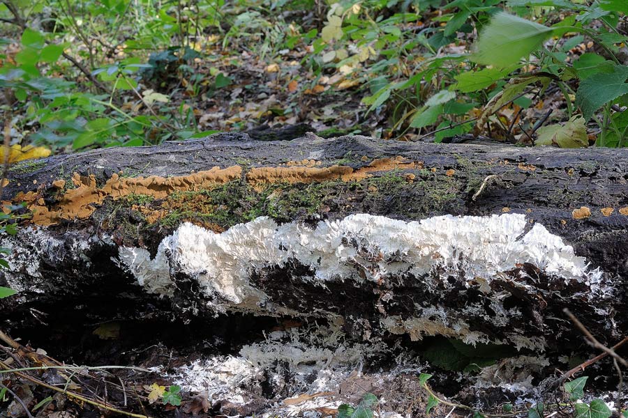 Crosta bianca da determinare  (Trechispora fastidiosa)