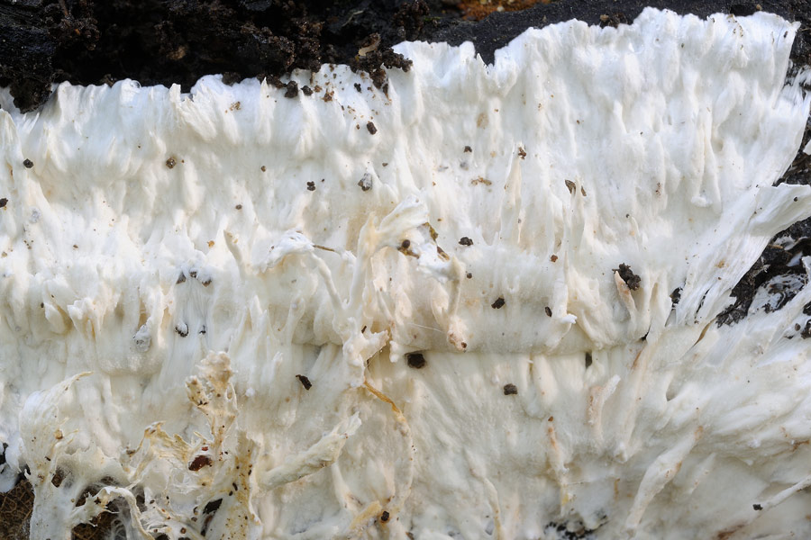 Crosta bianca da determinare  (Trechispora fastidiosa)