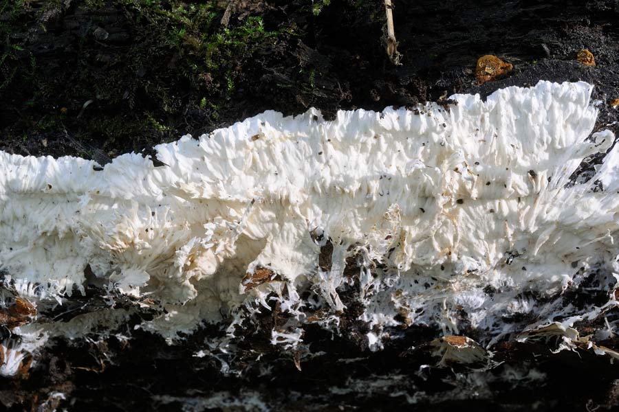 Crosta bianca da determinare  (Trechispora fastidiosa)