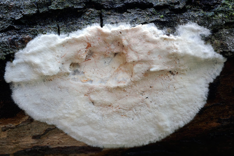 Forse un Hyphoderma? - foto 4915 (Granulobasidium vellereum)