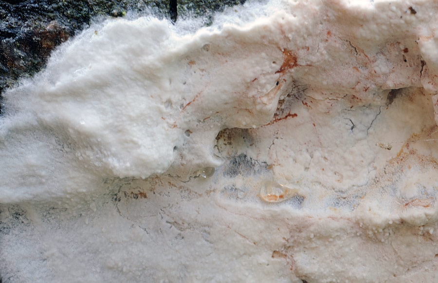 Forse un Hyphoderma? - foto 4915 (Granulobasidium vellereum)