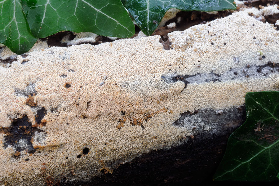 Crosta aculeata - foto 5190 (Hyphodontia arguta)