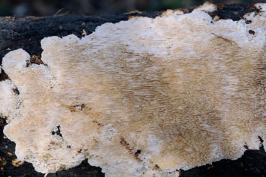 La solita Hyphodontia paradoxa? - foto 5205