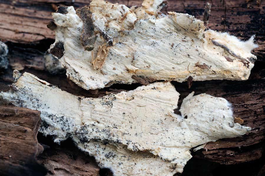 Onore alla grande quercia - foto 5224