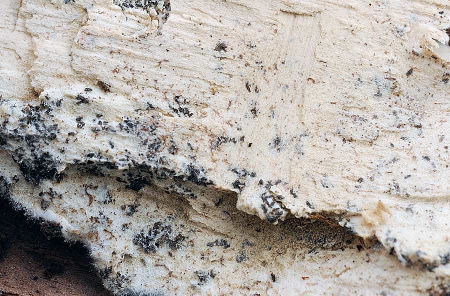 Onore alla grande quercia - foto 5224