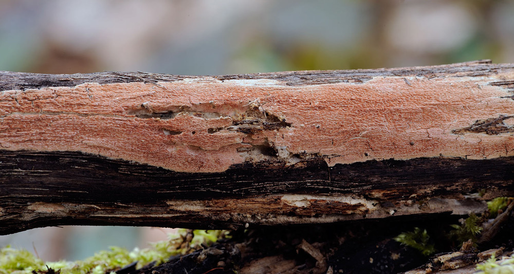Crosta rossastra - foto 5342 (Ceriporia purpurea)