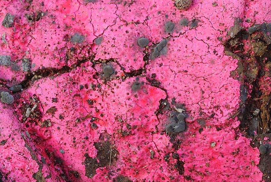 Ma voi conoscete una crosta cos�? - foto 5388