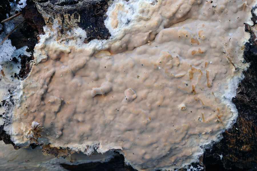 L''odore lo tradisce-foto5400(Scytinostroma hemidichophyticum
