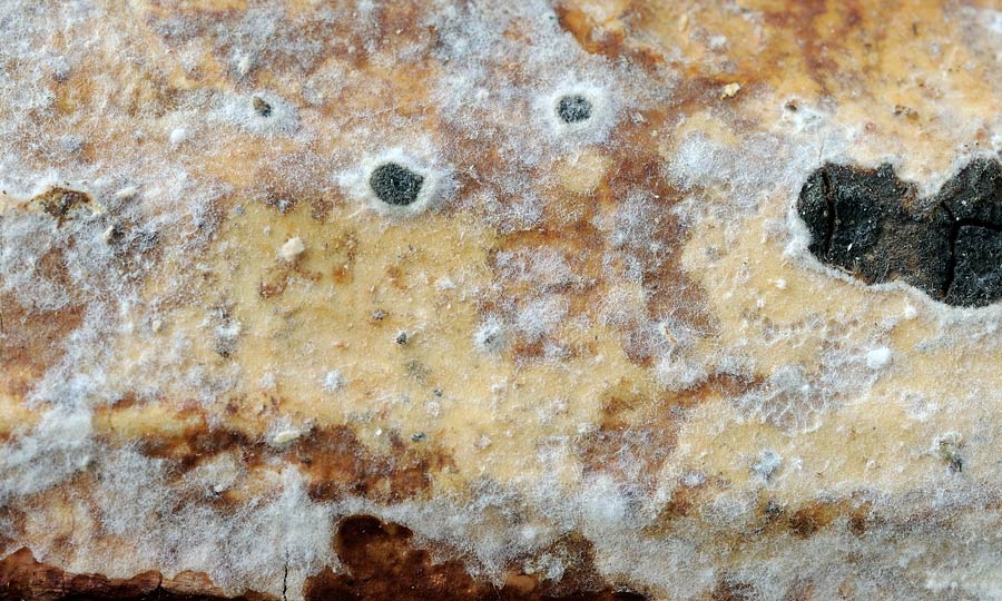 Recupero di crosta - foto 5527 (Vuilleminia comedens)