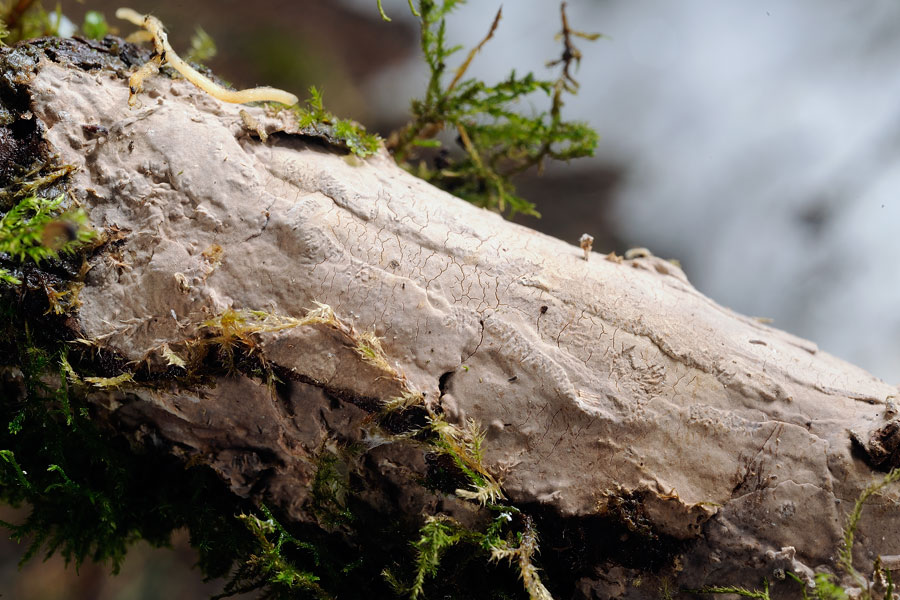 Sicuramente H. juniperi - foto 5852(Peniophora junipericola)