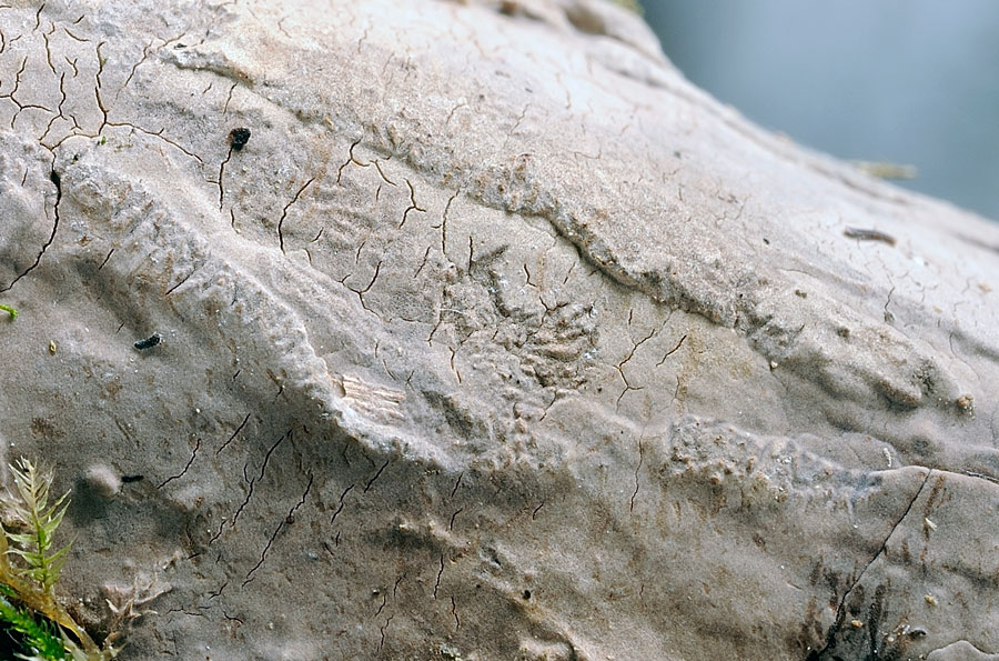 Sicuramente H. juniperi - foto 5852(Peniophora junipericola)