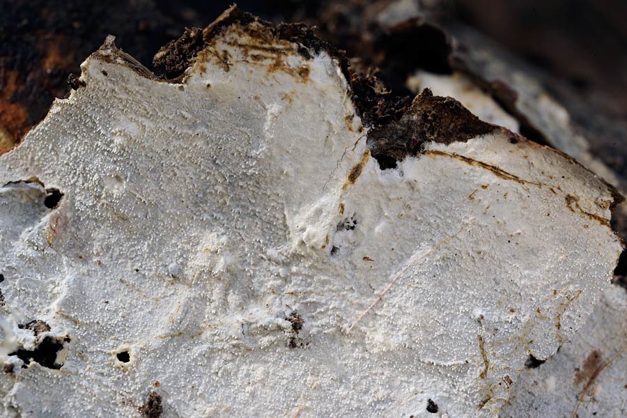 Crosta bianca - foto 6137 (Crustomyces subabruptus)