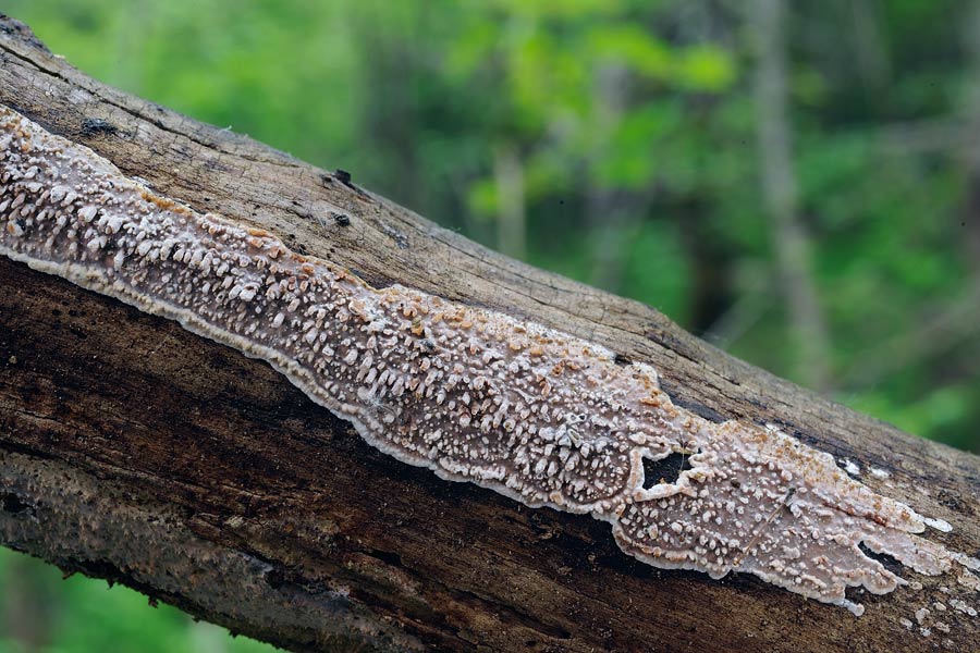 Crosticina da determinare-foto 6820(Eichleriella deglubens)