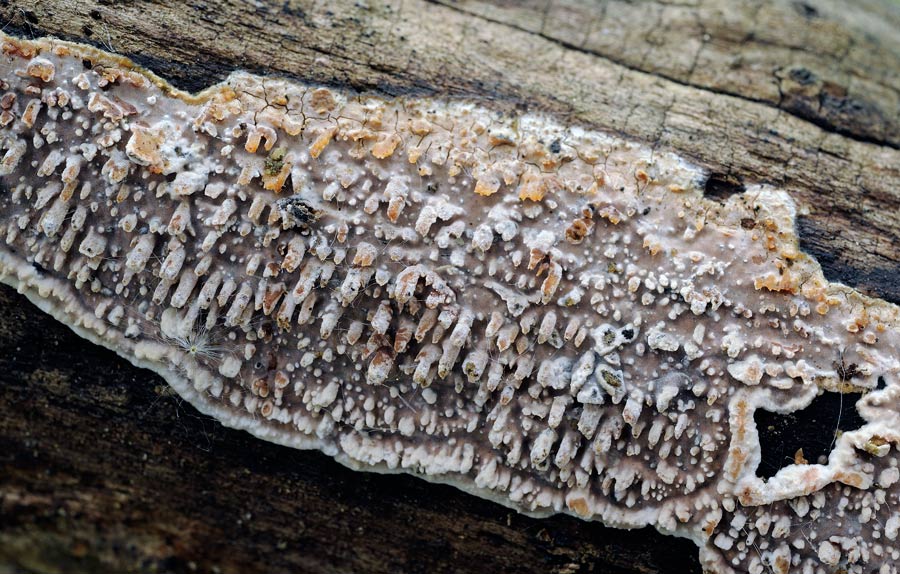 Crosticina da determinare-foto 6820(Eichleriella deglubens)