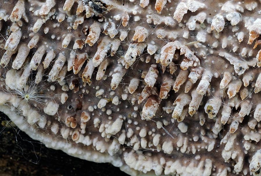 Crosticina da determinare-foto 6820(Eichleriella deglubens)