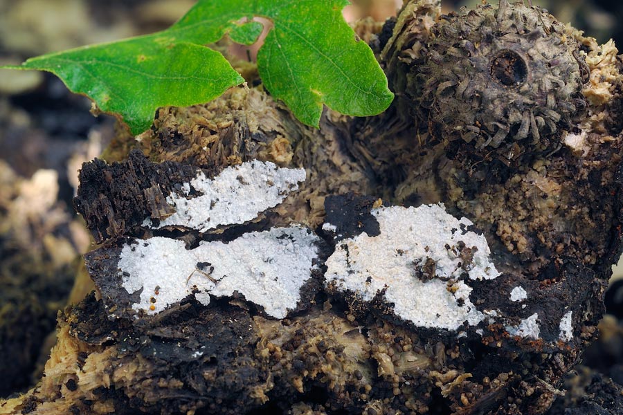 Crostina biancastra - foto7460 (Subulicystidium longisporum)