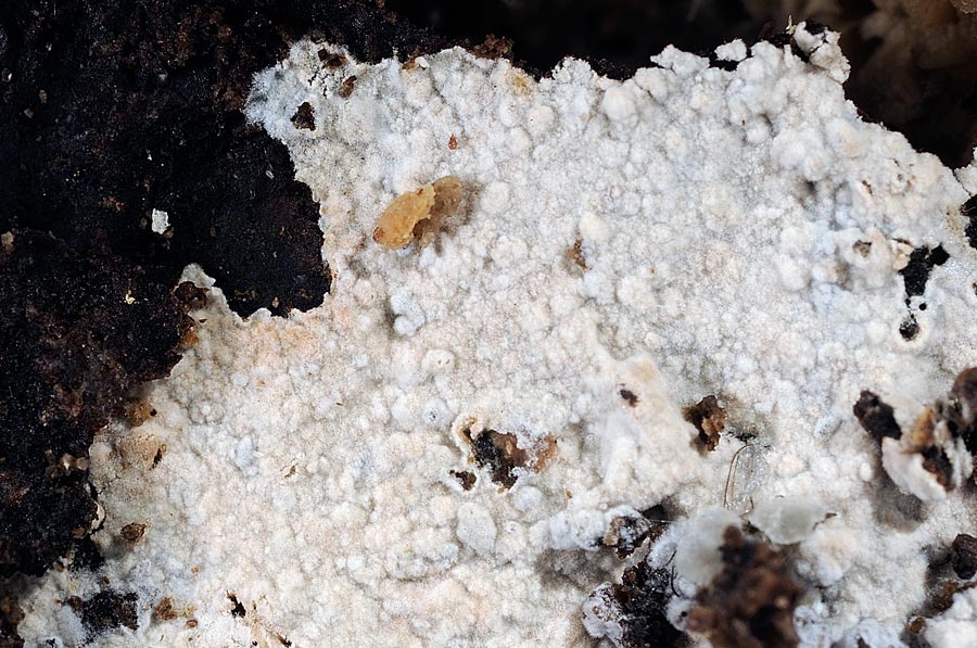 Crostina biancastra - foto7460 (Subulicystidium longisporum)