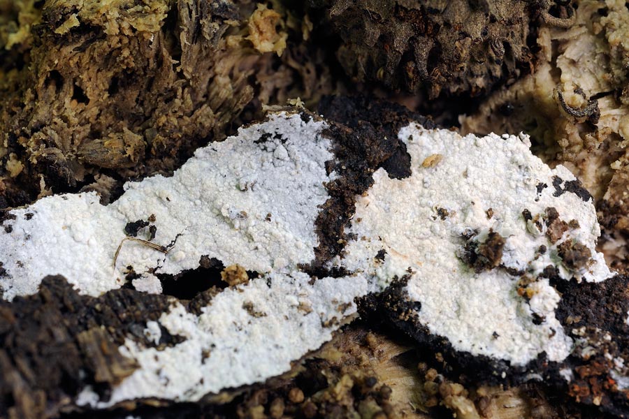 Crostina biancastra - foto7460 (Subulicystidium longisporum)