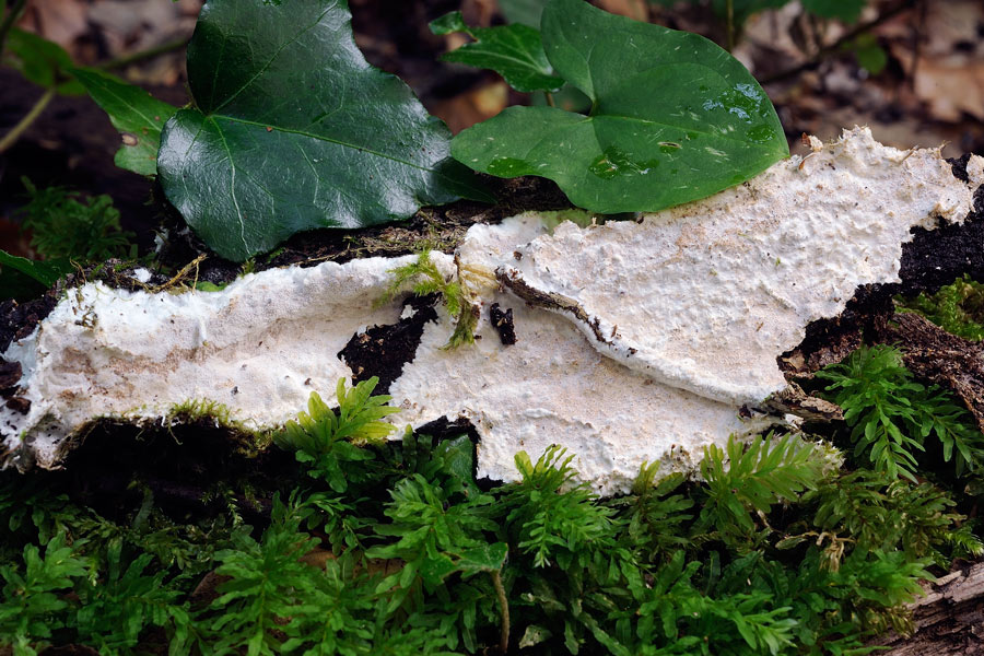 Crosta biancastra - foto 8079