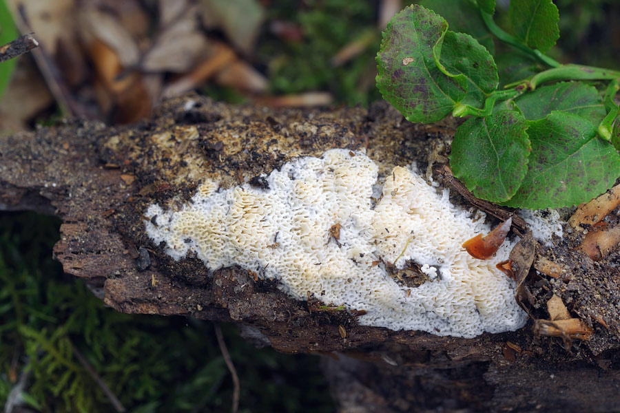 Una crosticina - foto 8372 (Schizopora paradoxa)