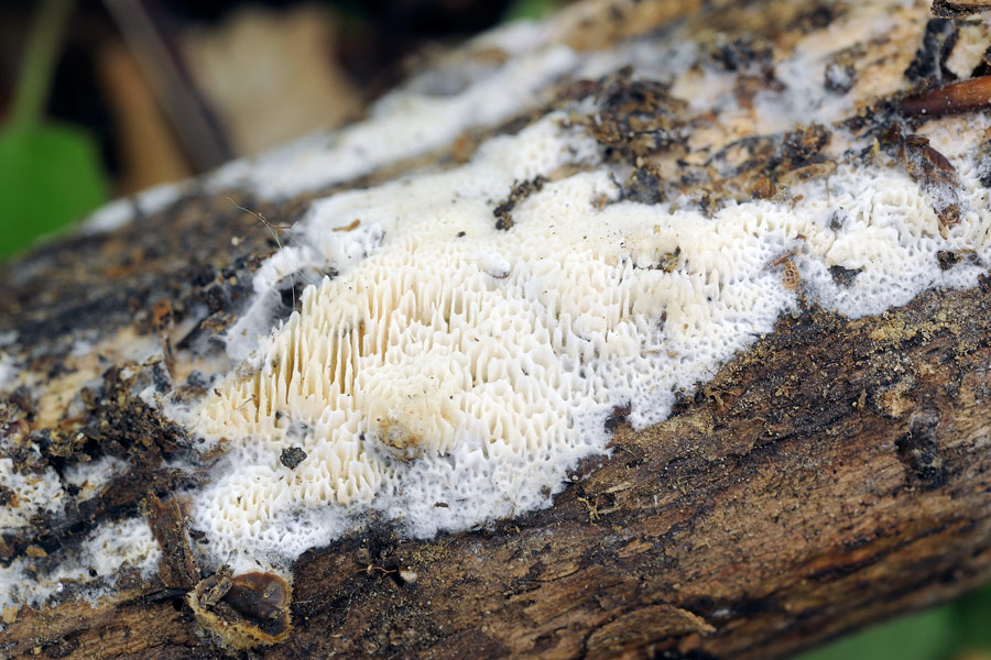 Una crosticina - foto 8372 (Schizopora paradoxa)