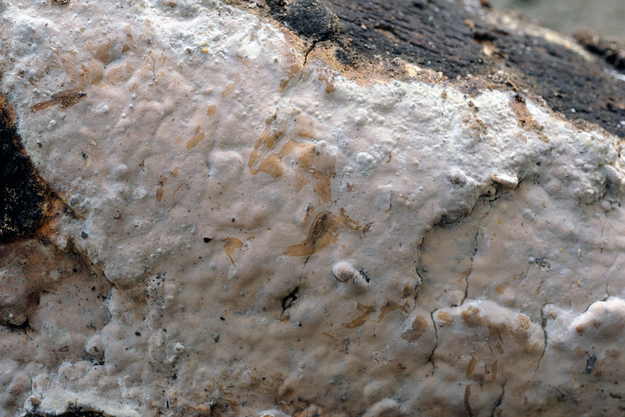 Scytinostroma hemidichophyticum - foto 8947