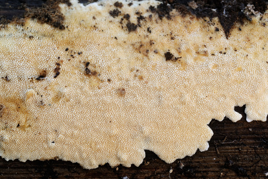 Crosta da fachiro - foto 9627 (Steccherinum ochraceum)