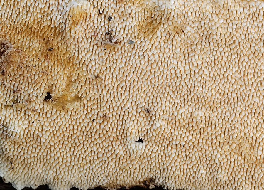 Crosta da fachiro - foto 9627 (Steccherinum ochraceum)