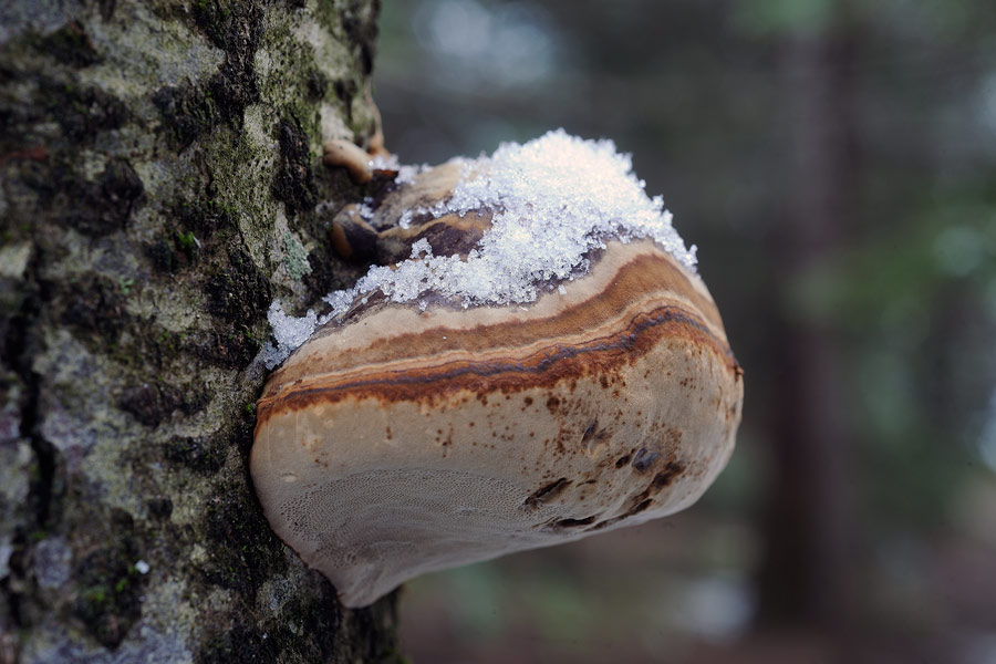 Penso a Ganoderma sp. - foto 5408 (Fomes fomentarius)