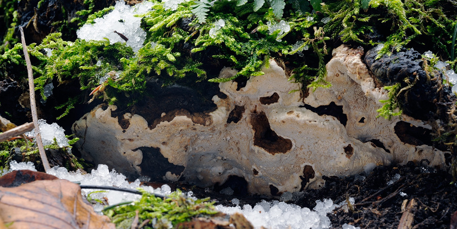 Mensola a terra - foto 6069 (Heterobasidion abietinum)