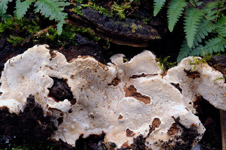 Mensola a terra - foto 6069 (Heterobasidion abietinum)